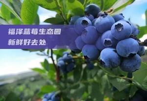 （预售）蓝莓采摘59.9元/公斤 入园畅吃+所预订蓝莓带走（自采）